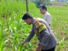 ANGGOTA POLSEK GRABAGAN SAMBANG DESA BINAAN, PANTAU LAHAN JAGUNG DAN MEMASTIKAN SISTEM IRIGASI MASIH LANCAR