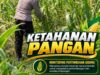 Mendukung Program Ketahanan Pangan, Bhabinkamtibmas Monitoring Pertumbuhan Jagung