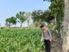 Anggota Polsek Singgahan Polresta Tuban Turun Cek Tanaman jagung Warga di Desa Mulyorejo