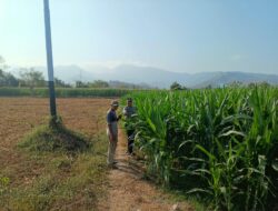 Dukung Swasembada Pangan Nasional, Bhabinkamtibmas Desa Tarusa Pantau Perkembangan Lahan Jagung Satu Hektar
