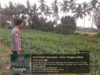Bhabinkamtibmas Polsek Wanasaba Cek Lahan Jagung, Dorong Petani Dukung Ketahanan Pangan